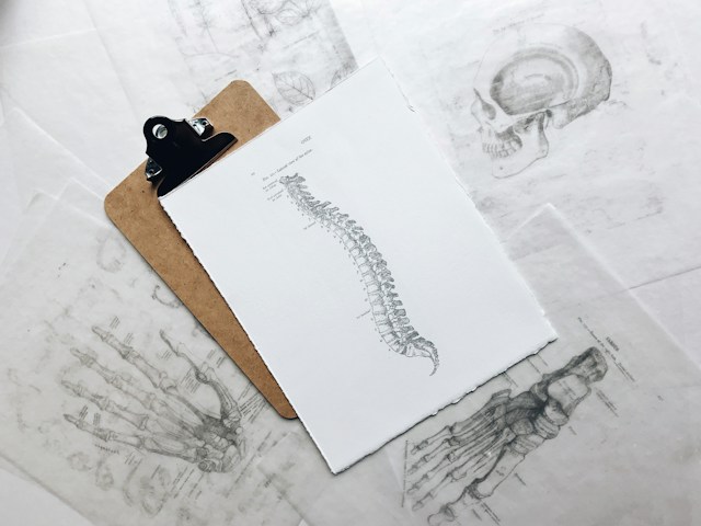 vertebral spine on paper